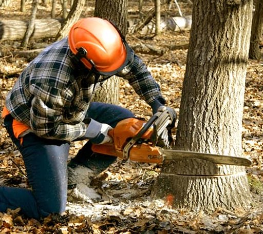 Tree Removal in Chippewa Bay, NY